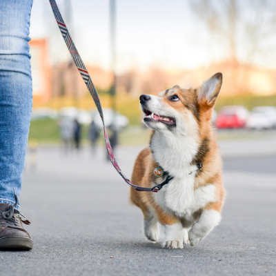 Dog Walker