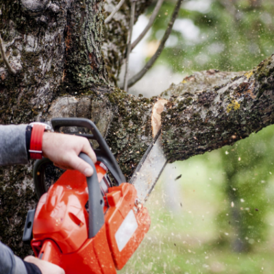 Tree Trimming